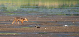 И в рыжей голове моей томится Довольно хитрый и коварный план.