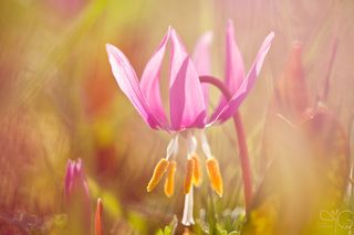 Кандык в лучах заходящего солнца