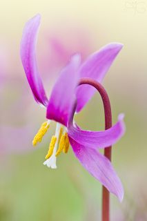 Вихрастый цветочек кандыка