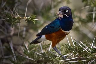 Большая козявка