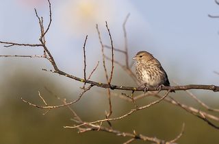 Коноплянка