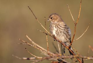 Коноплянка