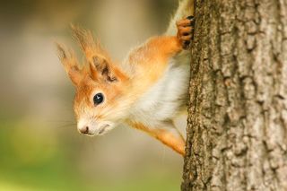 Игра в прятки