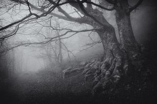 Если гулять в сумерках...