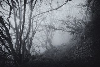 ...в туманном лесу...