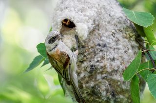 заботы о потомстве.