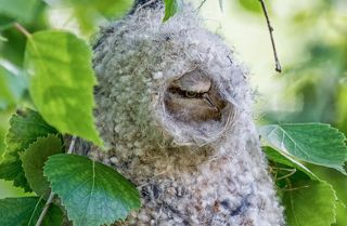 ремонт гнезда..