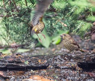 слётки зеленушки