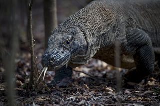 Комодский варан (лат. Varanus komodoensis) - cамая крупная из ныне живущих на Земле ящериц