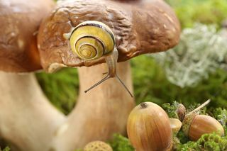 Из жизни улиток
