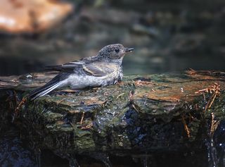 водные процедуры