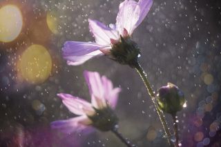 Космея и капельки