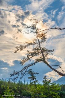 01 Лиственницам в Заполярье приходится существовать в очень тяжёлых условиях
