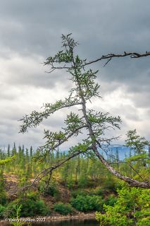 02 Морозы, пожары, удары молнии регулярно проверяют их на прочность, …