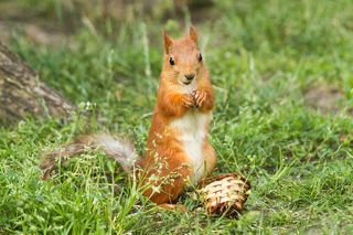 Белка и корзинка