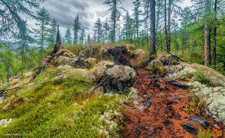 03 На открытых участках тропу окружают ковры из брусники и ягеля