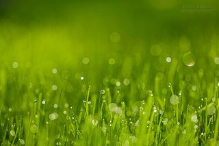 утренняя роса