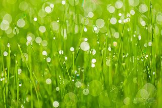 зелёная трава