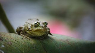 Астраханская обл., Нижняя Волга, раскаты