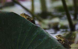 Астраханская обл., Нижняя Волга, раскаты