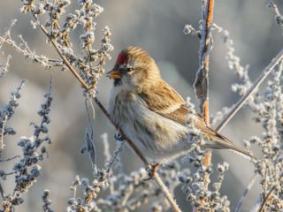 Чечётка обыкновенная