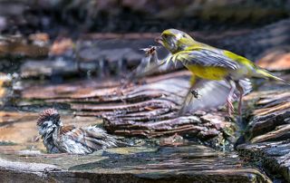 мухи - птицы.....