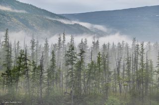 02 Лиственницы в такую погоду особенно графичны