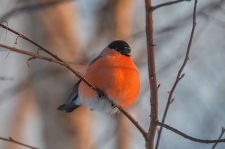 На закате морозного дня...