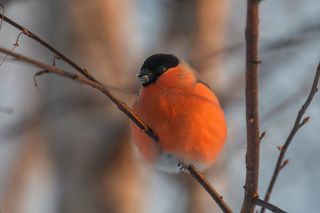 Медитация на Солнце.