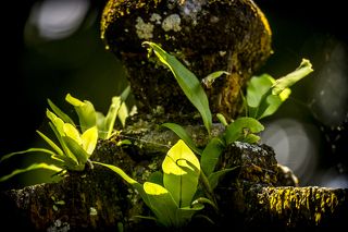 Храм  Pura Tirta Empul построен в 10-м веке