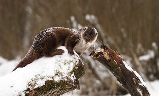 Обыкновенная выдра с необыкновенной харизмой