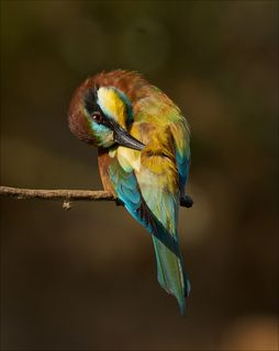 И решила Щурка красоту навести