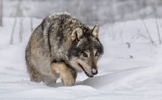 Через снега..