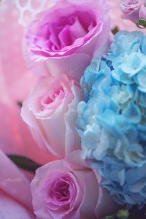 AF-S 105mm f/2.8G VR Micro NIKKOR