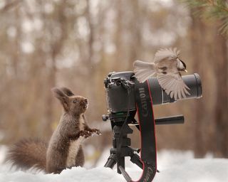 А вот и птичка!