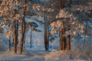 Творчество мороза.