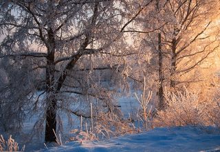 Тонкой кистью по ветвям...