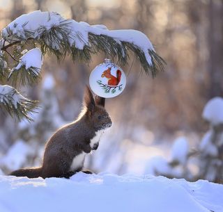 Белочку не видели?