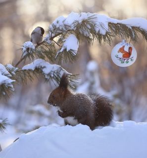 Где же ты? Белочка?