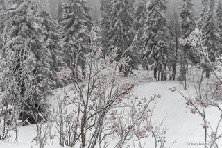 01 В 2021 году Шерегеш порадовал большим количеством рябины на склонах