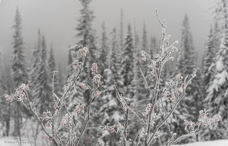 02 Кусты рябины выигрышно смотрятся на фоне стройных серебристых пихт, …