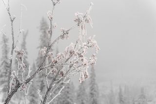 03 … а замороженные ягоды – деликатесная закуска, которая всегда под рукой)