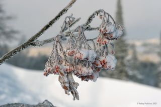 01 В 2021 году Шерегеш порадовал большим количеством рябины на склонах