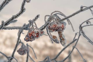 02 Ягоды рябины здорово украшают пейзаж, …