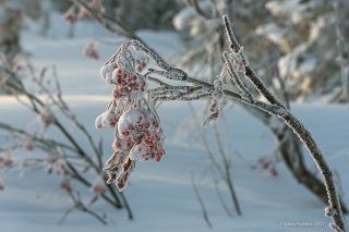 03 … а замороженные ягоды – деликатесная закуска, которая всегда под рукой)