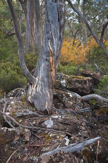 2. Я с ними полностью согласна. Единственное (хочу отметить это слово) растение, являющееся коренным (аборигеном) Тасмании, которое сбрасывает листву, является FAGUS.