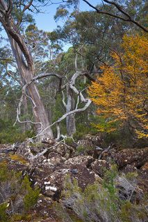 3. Я до поры этого не знала, пока этой осенью подруга не пригласила поехать в один из национальных парков для того, чтобы пофотографировать Fagus или Бук.