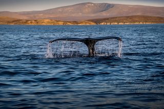 У берегов Чукотки