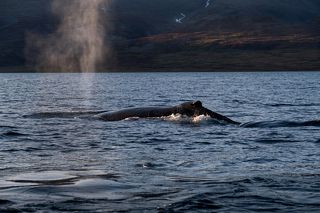 Так дышит кит