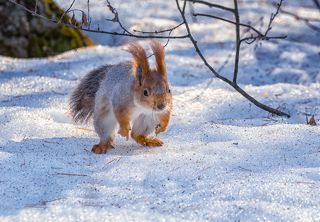 Шишки, орехи сюда!!!